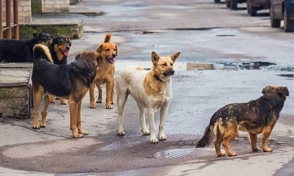 Φθιώτιδα: Στο Νοσοκομείο γυναίκα μετά από επίθεση αδέσποτων σκύλων